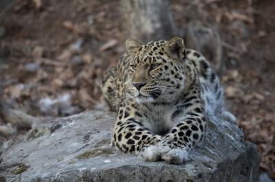 【広大な自然を満喫】国立公園「Leopardの国」を巡り世界で最も希少なアムールヒョウに会いに行く